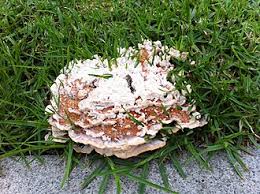 Attēlu rezultāti vaicājumam “Abortiporus biennis”