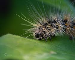 Attēlu rezultāti vaicājumam “Spilosoma lutea imago”