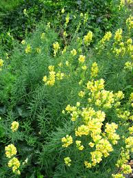 Attēlu rezultāti vaicājumam “Linaria loeselii leaf”