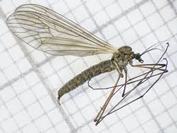 Attēlu rezultāti vaicājumam “Trichocera regelationis”