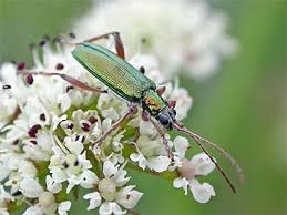 Attēlu rezultāti vaicājumam “Donacia clavipes”