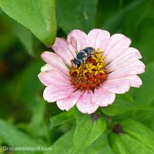 Image result for Zinnia violacea