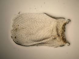 Attēlu rezultāti vaicājumam “Physarum penetrale stalked”