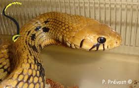 Attēlu rezultāti vaicājumam “Anogcodes melanurus”