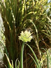 Résultat de recherche d'images pour "Allium fistulosum"