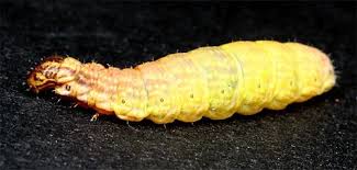 Attēlu rezultāti vaicājumam “Comatricha elegans stalked”