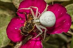Attēlu rezultāti vaicājumam “Misumena vatia”