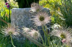 Attēlu rezultāti vaicājumam “Pulsatilla patens bud”