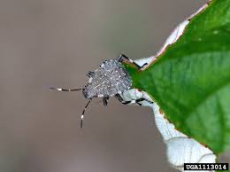 Attēlu rezultāti vaicājumam “Badhamia nitens macro”