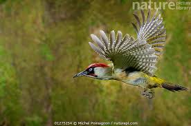 Attēlu rezultāti vaicājumam “Picus viridis”