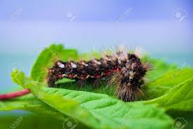 Attēlu rezultāti vaicājumam “Acronicta rumicis larva”