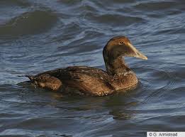 Attēlu rezultāti vaicājumam “Somateria mollissima juvenile”