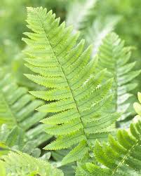 Attēlu rezultāti vaicājumam “Dryopteris”