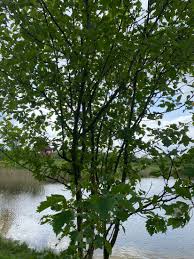 Attēlu rezultāti vaicājumam “Crataegus chlorosarca”