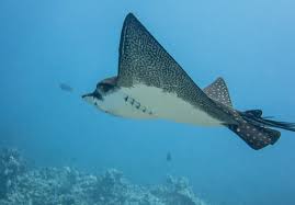 Image result for Aetobatus ocellatus