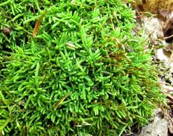 Attēlu rezultāti vaicājumam “Myurella julacea”