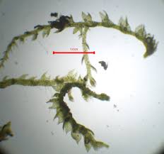 Attēlu rezultāti vaicājumam “Cephalozia bicuspidata”