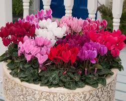 Image result for Cyclamen persicum