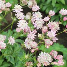 Attēlu rezultāti vaicājumam “Astrantia major flower”