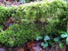 Attēlu rezultāti vaicājumam “Thuidium tamariscinum”