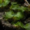 Gametophyte - Wikipedia, the free encyclopedia