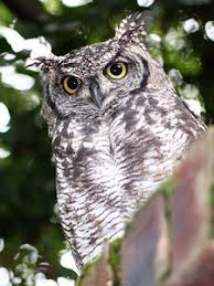 Attēlu rezultāti vaicājumam “Strigiformes”