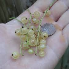 Attēlu rezultāti vaicājumam “Ribes rubrum fruit”