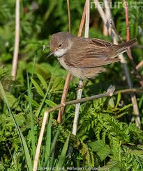 Attēlu rezultāti vaicājumam “Sylvia borin”