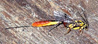 Attēlu rezultāti vaicājumam “Ichneumonidae”