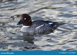 Attēlu rezultāti vaicājumam “Bucephala clangula”