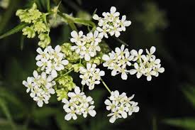 Attēlu rezultāti vaicājumam “Anthriscus”