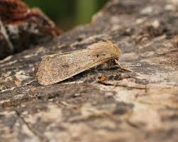 Attēlu rezultāti vaicājumam “Orthosia cruda”