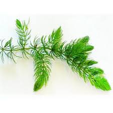 「金魚藻」的圖片搜尋結果