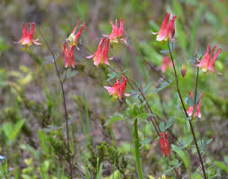 Attēlu rezultāti vaicājumam “Aquilegia vulgaris flower”