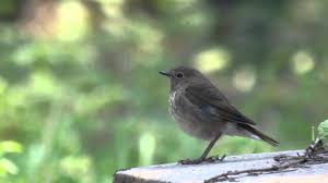 Image result for Luscinia sibilans