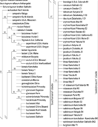Attēlu rezultāti vaicājumam “Brachythecium salebrosum sporophyte”