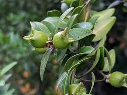 Attēlu rezultāti vaicājumam “Buxus sempervirens flower”