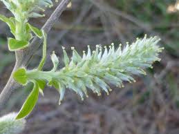 Attēlu rezultāti vaicājumam “Salix cinerea female flower”