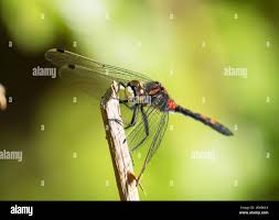 Attēlu rezultāti vaicājumam “Leucorrhinia dubia”