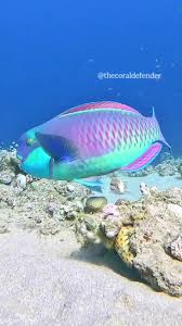 Image result for Chlorurus gibbus