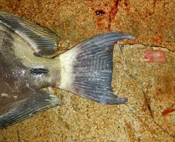 Image result for Acanthurus blochii