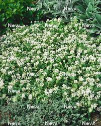 Attēlu rezultāti vaicājumam “Lamium album”