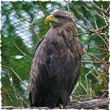 Image result for Haliaeetus albicilla