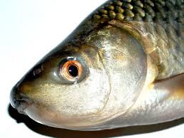 Image result for Squalius vardarensis