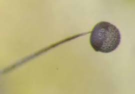 Attēlu rezultāti vaicājumam “Cribraria languescens”