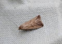 Attēlu rezultāti vaicājumam “Hypenodes humidalis”