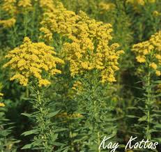 Attēlu rezultāti vaicājumam “Solidago canadensis flower”