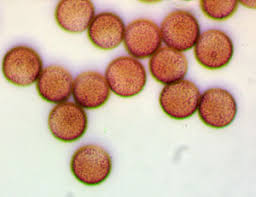 Attēlu rezultāti vaicājumam “Craterium aureonucleatum spores”