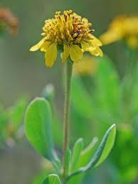 Attēlu rezultāti vaicājumam “Heterotrichia obvelata (syn. Arcyria obvelata) young”