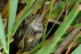 Attēlu rezultāti vaicājumam “Eurygaster testudinaria”